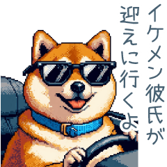 Boyfriend shiba dog2