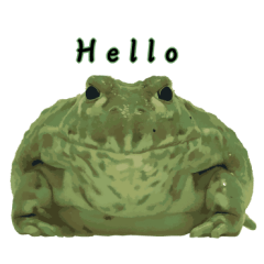 My pet friend African bullfrog