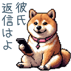 Stiring up boy friend shiba dog