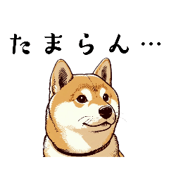 shibainu--3