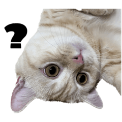 bb_20240730191952