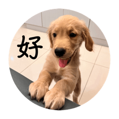 泥巴小狗