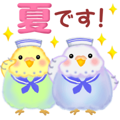 chummy budgerigamrs summer