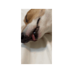 樂樂狗熱狗
