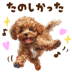 Cute Pup | Toy poodle |