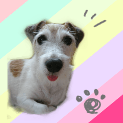 Jack Russell Terrier.Sticker(maron)