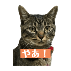 Koko chan Mimi chan
