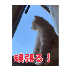 猫みるきぃ♂のスタンプ5