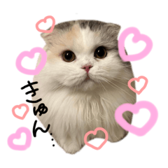 ラテ様とチャイ様 - LINE スタンプ | LINE STORE