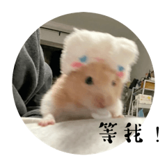 小鼠條