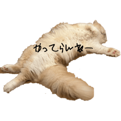 Kabochaaa_20240801095551