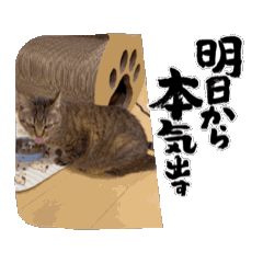 Manyan cat line sticker_20240801125501