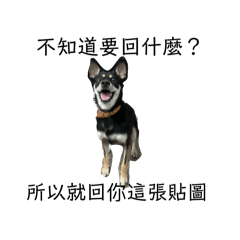 毛毛動物加隻龜