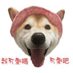 柴犬Mino的日常