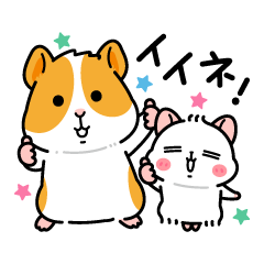 Hamsters-Nagomu and Guinea Pigs