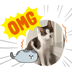 B仔Cat