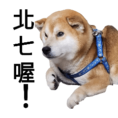 財犬咪魯日常生活2