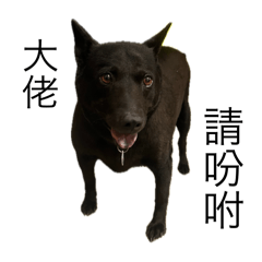 神岡小肥妞（黑妞）1