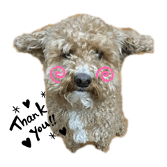 Riku.Toy poodle