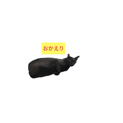 catcat_20240802103606