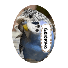 Falcon_20240802004113