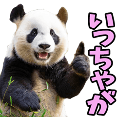 宮崎弁☆パンダ