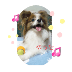 papillon momoko