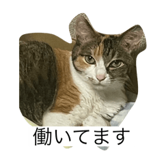 Kinokomen_20240802150936