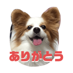 Yopiii_20240802225348