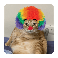 歐零橘貓貓幹話