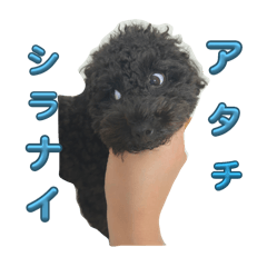 AMAIRO_20240802204135