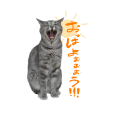 sayuri_20240803133457