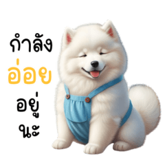 cutie samoyed