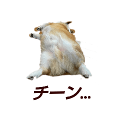 corgi_20240802201000