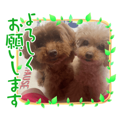 toy poodle sisters 5539