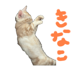 zaurusu_20240803205208