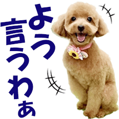 Moko-chan the toy poodle Kansai dialect