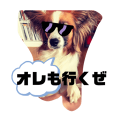 Big papillon dog