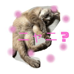 photo cat message