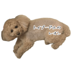 Leon the toy poodle