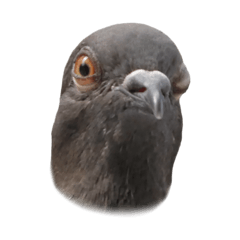 Pigeon Face 2