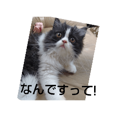 Cawaii_20240804140704