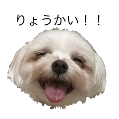 inu_wanwan_dog_2