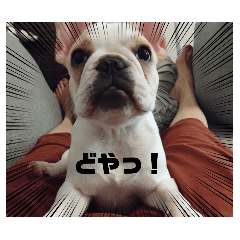 French Bulldog Ui