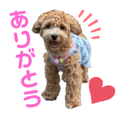 Maltese Poodle Mix dog