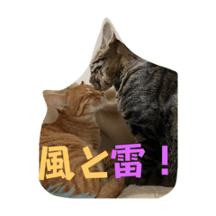 うちの猫。第4弾！