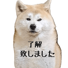 akitainu fuji normaltype