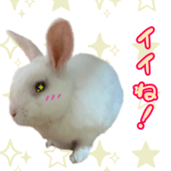 Rabbit haru