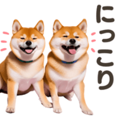 cute twin dogs(shiba)