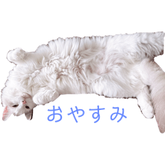 S.kmwmn
